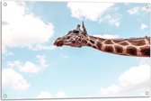 WallClassics - Tuinposter – Giraf in de Lucht - 90x60 cm Foto op Tuinposter (wanddecoratie voor buiten en binnen)