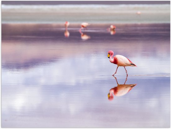 WallClassics - Poster (Mat) - Flamingo in het Water - 100x75 cm Foto op Posterpapier met een Matte look