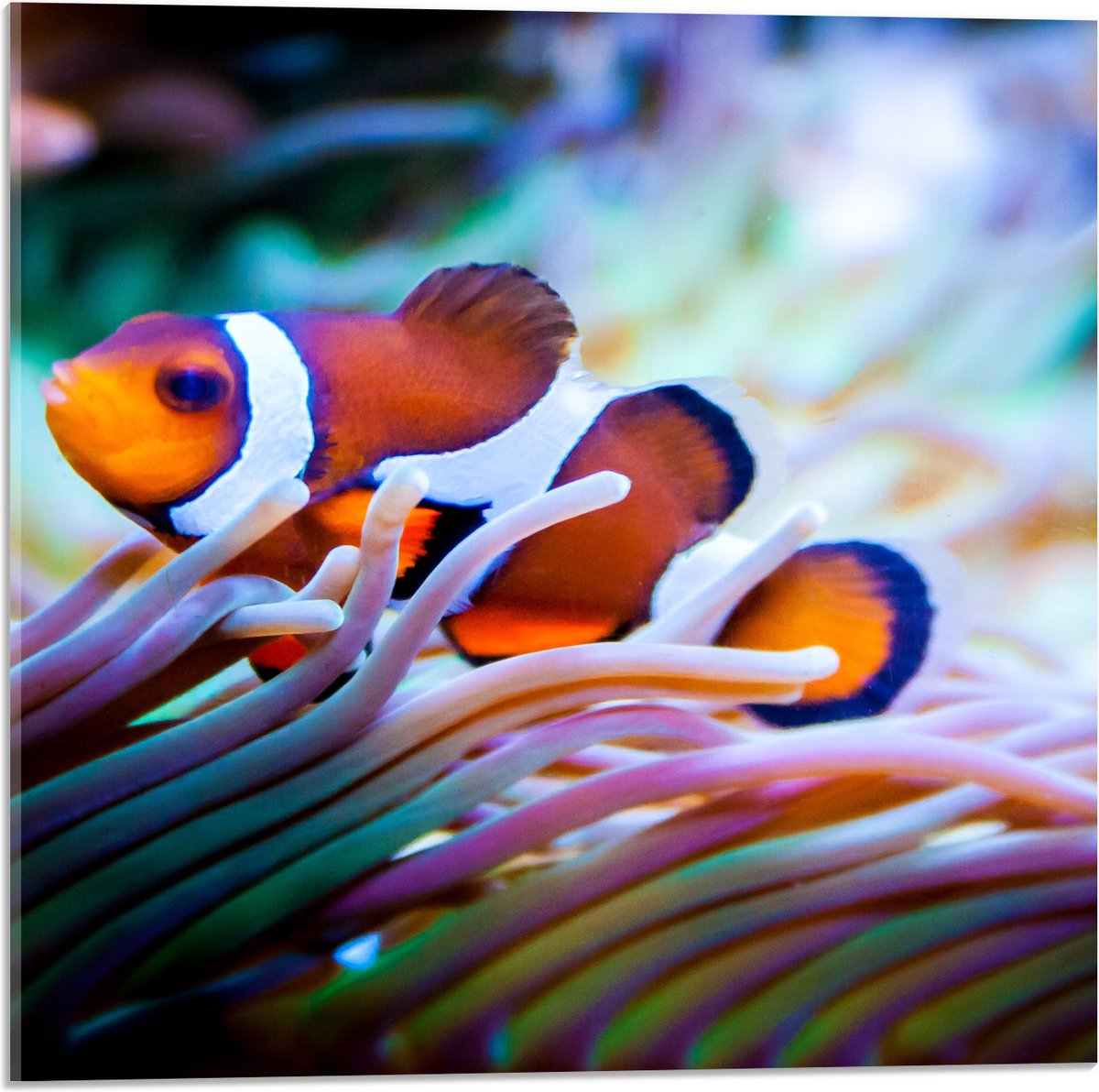 Acrylglas - Clownvis in een Aquarium - 50x50 cm Foto op Acrylglas (Met Ophangsysteem)