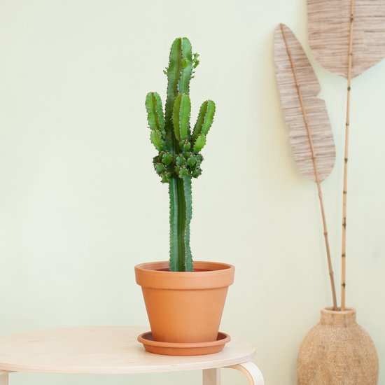 Euphorbia Ingens – Cowboycactus – P19