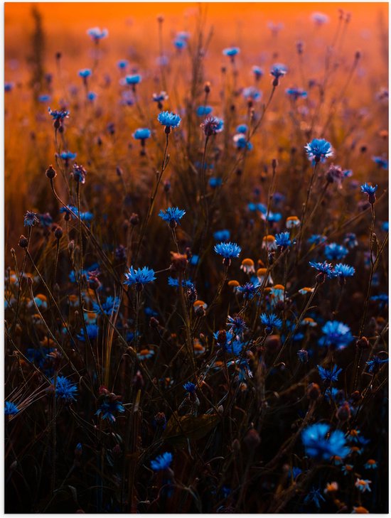 Poster (Mat) - Blauw Bloemenveld onder Oranje Kleurige Lucht - 75x100 cm Foto op Posterpapier met een Matte look