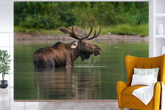 Papier peint photo peint photo vinyle - Orignal dans l'eau largeur 330 cm x hauteur 240 cm - Tirage photo sur papier peint (disponible en 7 tailles)