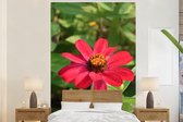 Behang - Fotobehang Rode zinnia bloem in de bloei - Breedte 145 cm x hoogte 220 cm