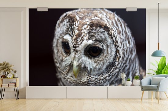 Papier peint photo vinyle - Chouette hulotte sur fond noir largeur 330 cm x hauteur 220 cm - Tirage photo sur papier peint (disponible en 7 tailles)