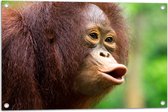 Tuinposter – Fluitende Rood-Bruine Orang Oetan in Regenwoud - 75x50 cm Foto op Tuinposter (wanddecoratie voor buiten en binnen)