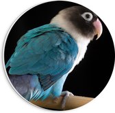 PVC Schuimplaat Muurcirkel - Blauw met Wit en Zwart Gekleurde Vogel op Standaard - 20x20 cm Foto op Muurcirkel (met ophangsysteem)
