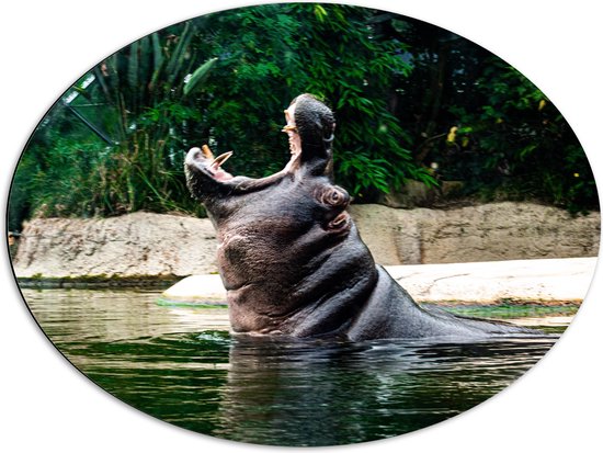 WallClassics - Dibond Ovaal - Nijlpaard in Water met open Bek - 80x60 cm Foto op Ovaal (Met Ophangsysteem)