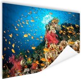 Poster Corail avec poisson 60x40 cm - Tirage photo sur Poster (décoration murale salon / chambre)