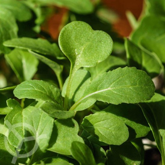 Rucola Coltivata Esmee zaden biologisch (Eruca sativa)