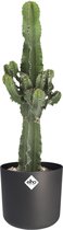 Cactus van Botanicly – Cowboycactus incl. sierpot antraciet cilindrisch als set – Hoogte: 59 cm – Euphorbia ingens