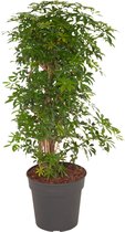 Kamerplant van Botanicly – Vingerboom – Hoogte: 100 cm – Schefflera Luseana bush