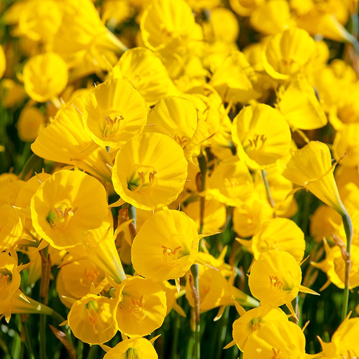 Narcis Golden Bells | 10 stuks | Geel | Narcissenbollen