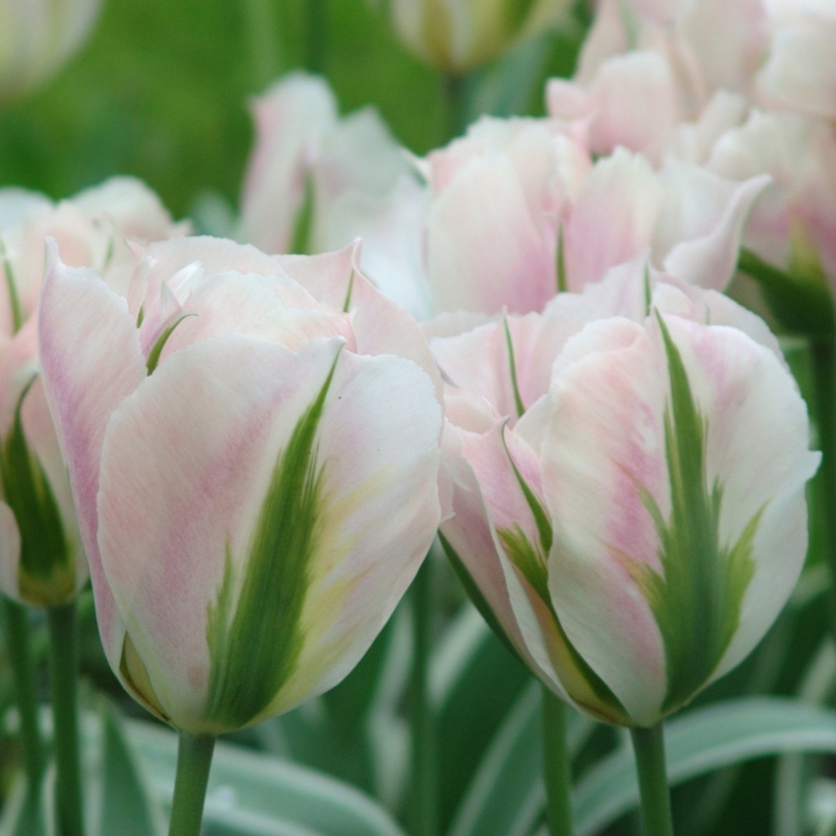 Tulp China Town | 10 stuks | Viridiflora | Roze | Groen | Wit