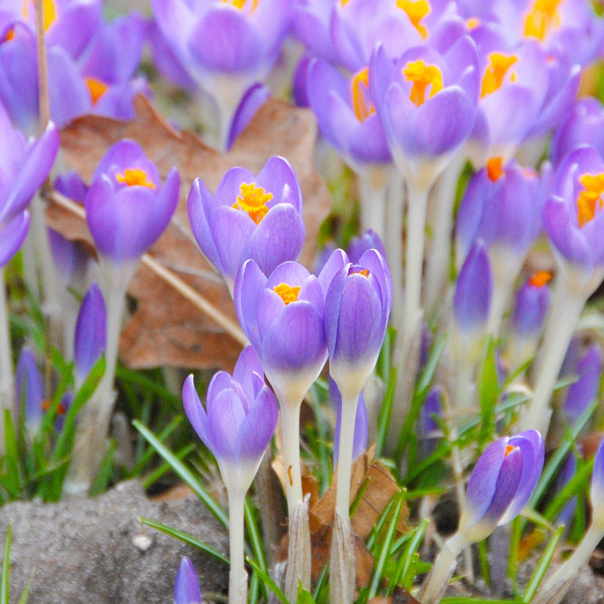 Krokus tomm. Barr's Purple | 25 stuks | Violet | Krokusbollen