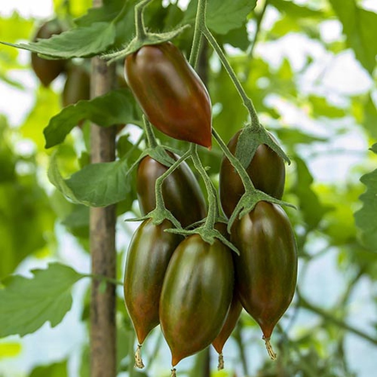 Tomaten zaden - Cherrytomaat Emalia
