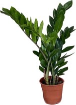 ZynesFlora - Zamioculcas - ZZ Plant - Ø 12 cm - Hoogte: 40 - 45 cm - Kamerplant