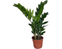 ZynesFlora Zamioculcas ZZ-plant Succulent in Ø 12 cm Plantenpot - Hoogte: 40-45 cm - Tropische Kamerplant Vetplant Araceae