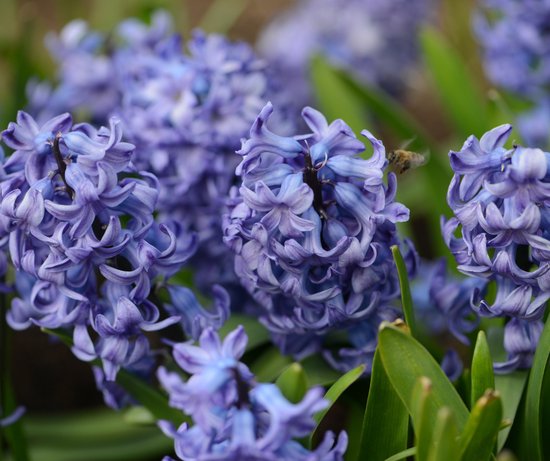 40x bulbes de Jacinthe 'Delft blue' avec garantie de floraison | bol.com