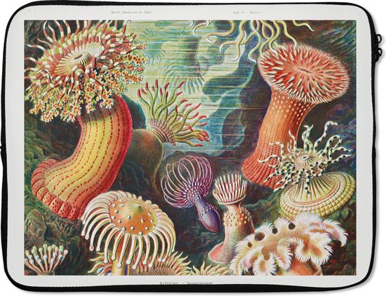 Foto: Laptophoes 15 6 inch ernst haeckel anemoon retro natuur planten zee laptop sleeve binnenmaat 39 5x29 5 cm