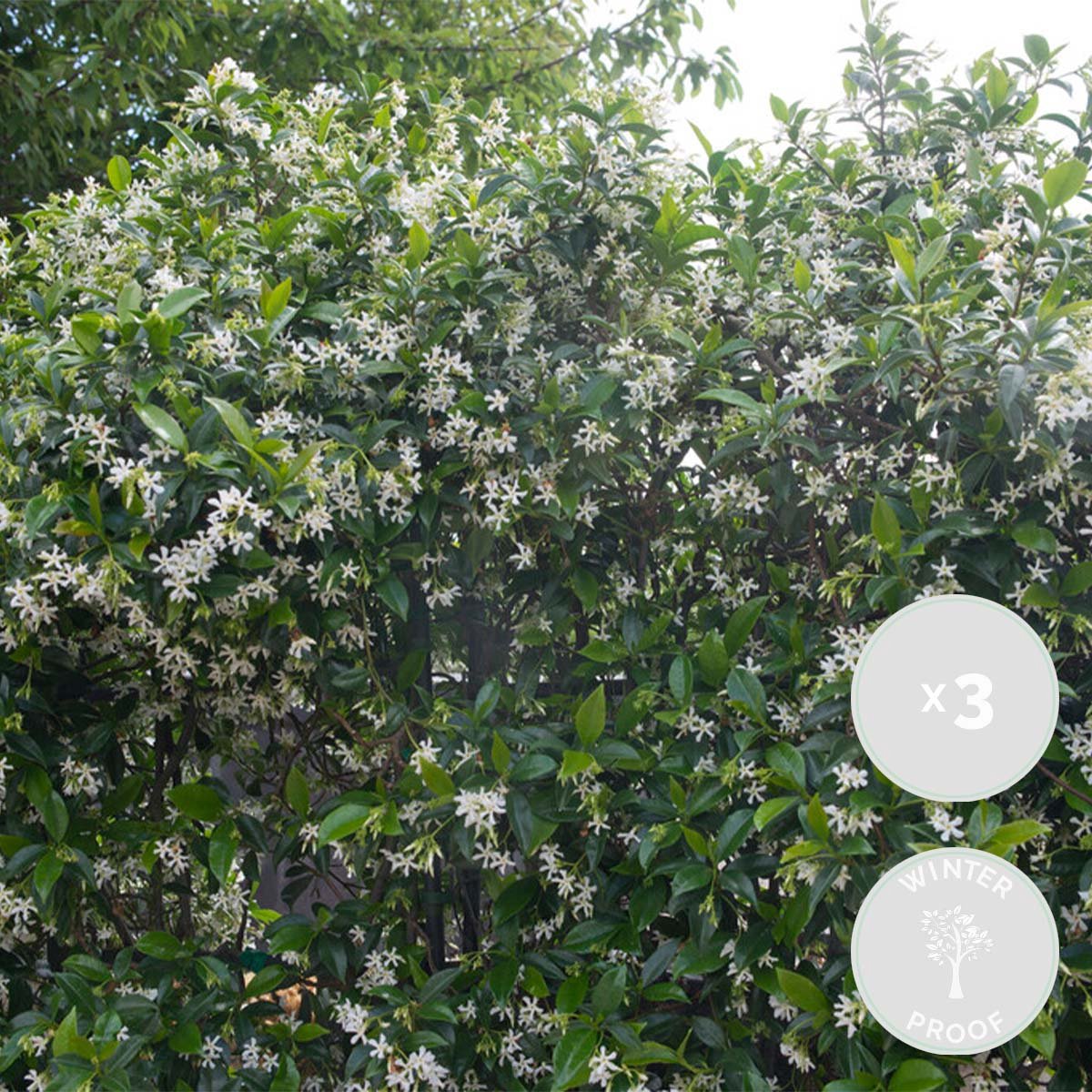 Bloomique