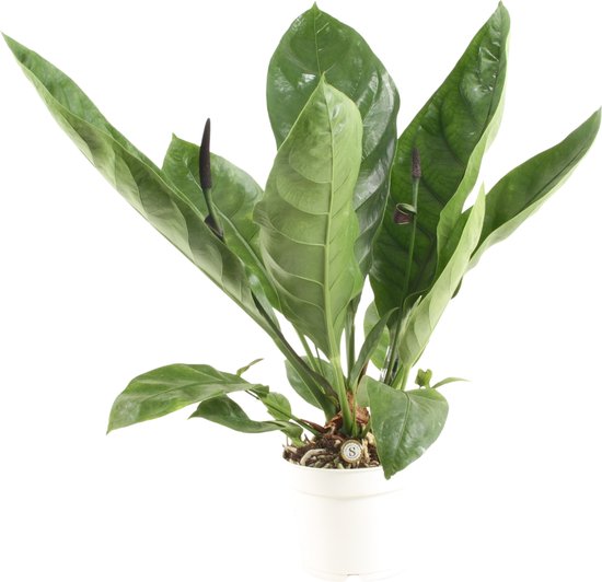 Anthurium 'Jungle King' - Stolk Brothers - Groene plant- Hoogte 50 cm | bol