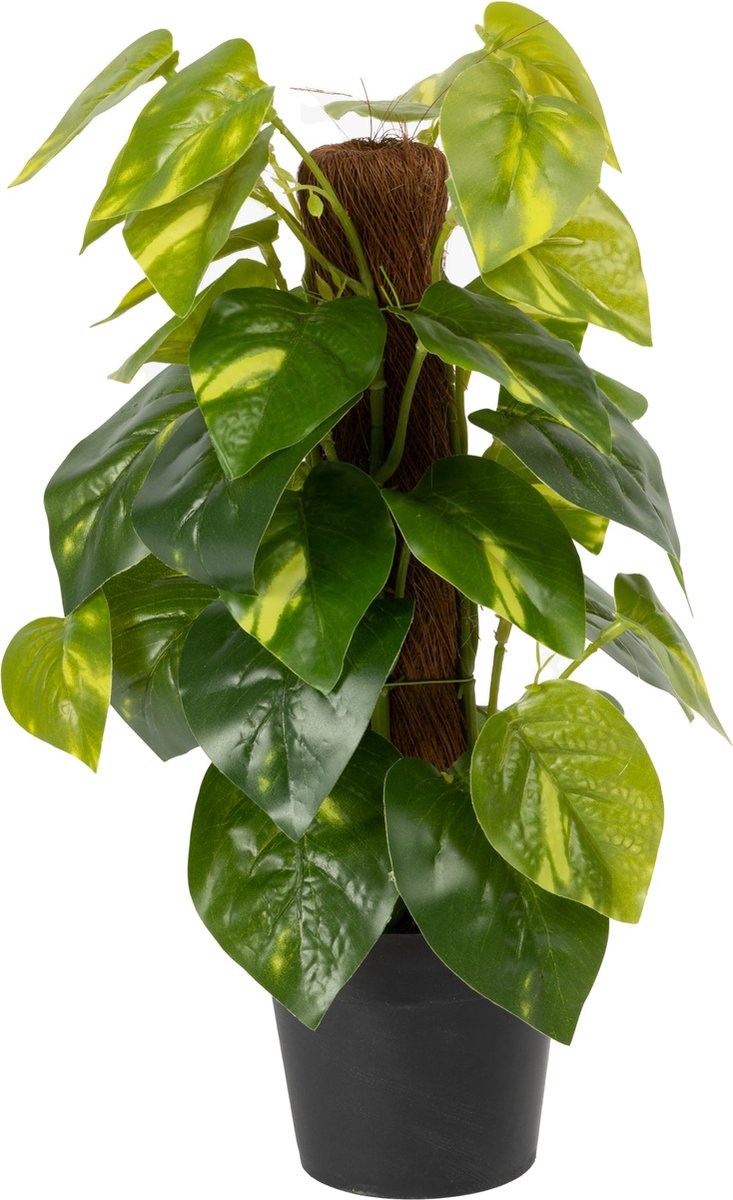 Schefflera exotica 120 cm - levensechte kunstplant voor thuis Schefflera exotica 120 cm - levensechte kunstplant voor thuis