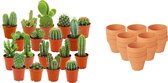 Bol.com ZynesFlora - Mini Cactus Mix - 18 Stuks - Ø 81 cm Terracotta Bloempotten - 5-10 cm aanbieding