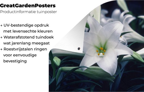Tuinposter 40x30 cm - Tuindecoratie Close-up van lelie bloemen - Poster voor in de tuin - Buiten decoratie - Schutting tuinschilderij - Tuindoek muurdecoratie - Wanddecoratie balkondoek