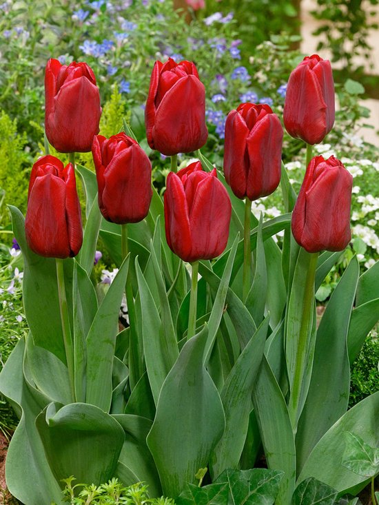 250x Tulpen 'Seadov' - BULBi® bloembollen en planten met bloeigarantie |  bol.com