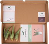 Dr. Green® Baby Green - Aloë vera stekken - met Kweekhandleiding - Kweek je eigen kamerplant -  Stekstation - Set van 3 Aloë vera stekjes - Luchtzuiverende plant - Stekken