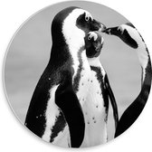 WallClassics - PVC Schuimplaat Muurcirkel - Spelende Pinguïns Zwart / Wit - 30x30 cm Foto op Muurcirkel (met ophangsysteem)