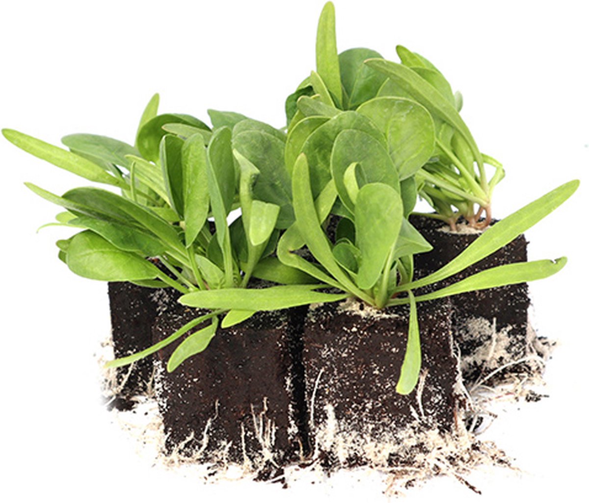 Spinazie plantjes - zelf spinazie kweken - moestuin - 12 planten