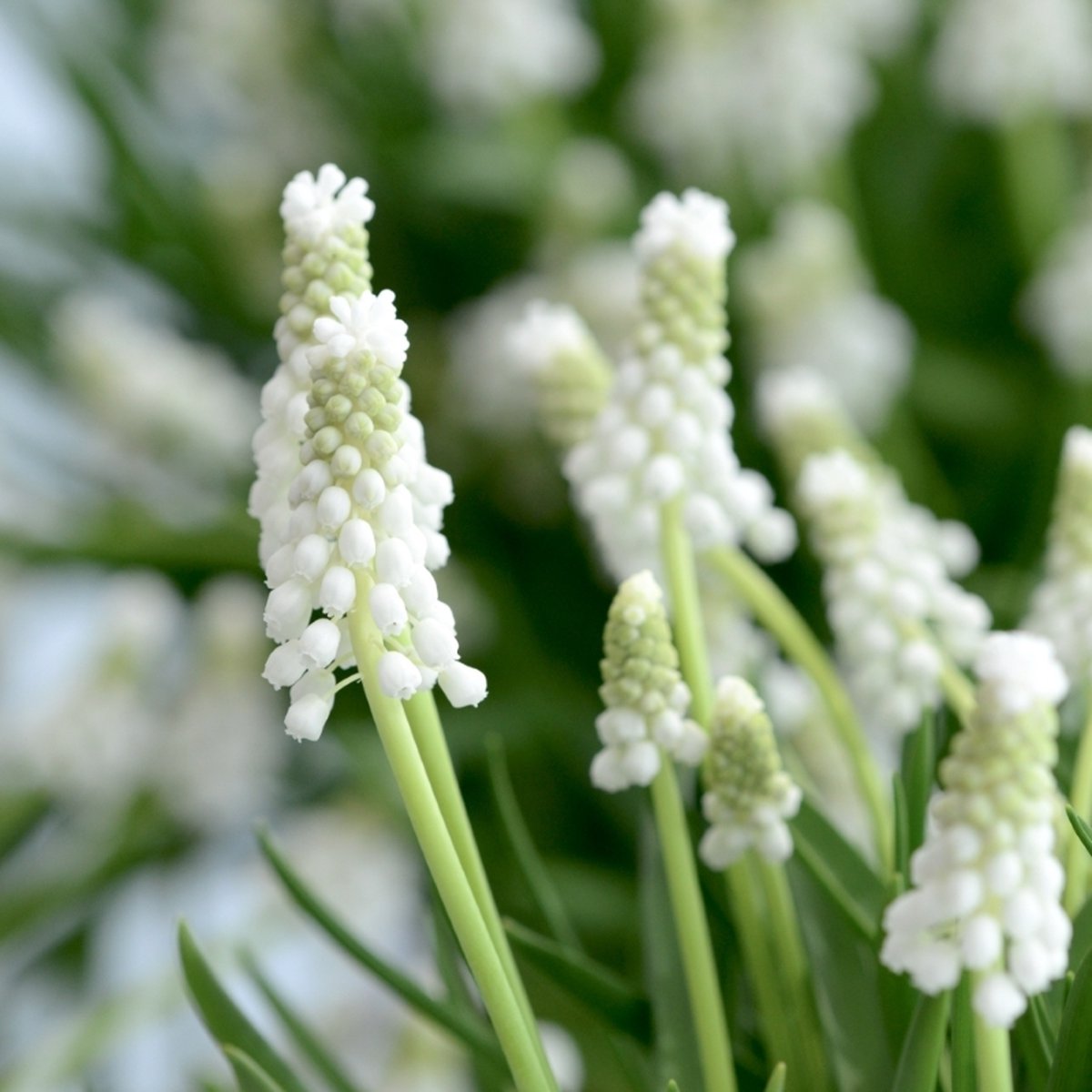 Blauw druifje Siberian Tiger | 25 stuks | Wit | Muscari bollen