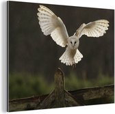Flying Barn Owl Aluminium 60x40 cm - Tirage photo sur aluminium (décoration murale en métal)