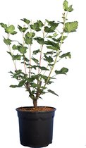 10 stuks | Ribes 'King Edward VII' Pot 40-60 cm - Bloeiende plant - Geschikt als lage haag - Informele haag - Bladverliezend