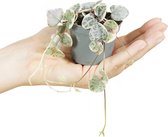 PLNTS - Baby Ceropegia Woodii Variegata - Kamerplant - Kweekpot 6 cm - Hoogte 10 cm