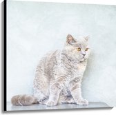 WallClassics - Canvas  - Bange Grijze Kat - 100x100 cm Foto op Canvas Schilderij (Wanddecoratie op Canvas)