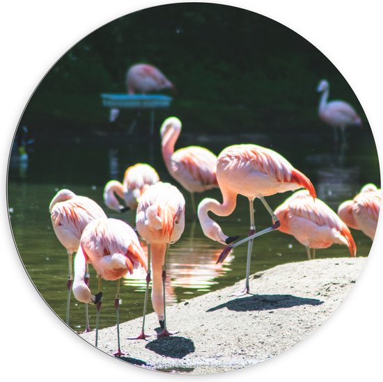 WallClassics - Dibond Muurcirkel - Roze Flamingo's aan het Water - 100x100 cm Foto op Aluminium Muurcirkel (met ophangsysteem)