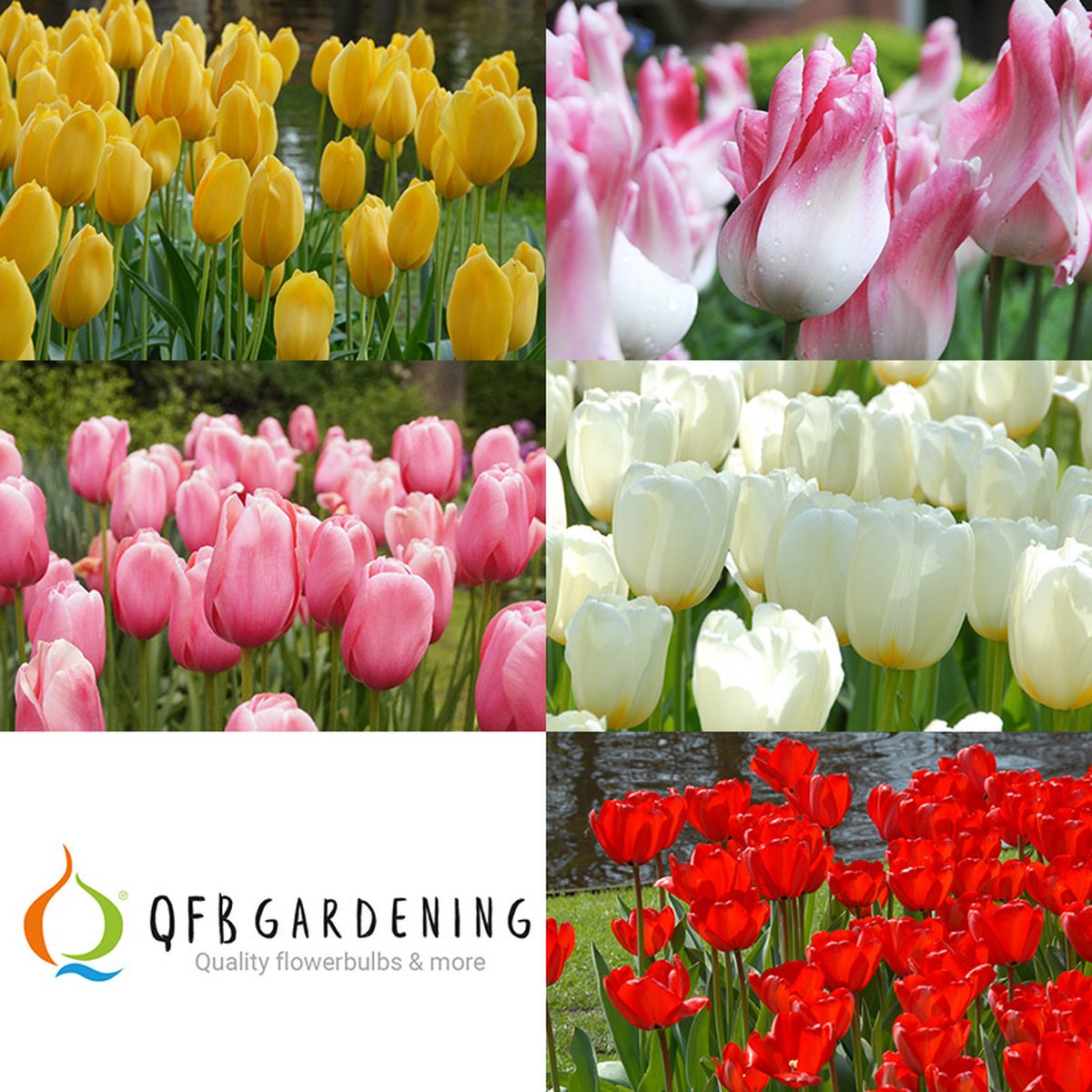 Bloembollen Mix Tulpen Monet | 50 stuks | Meerkleurig