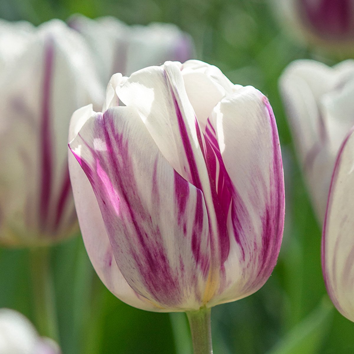 Tulp Flaming Flag® | 10 stuks | Wit | Paars | Tulpenbollen