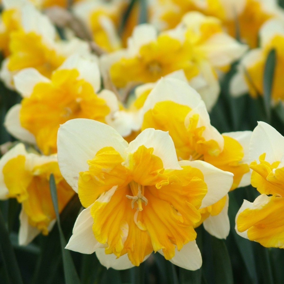 Narcis Orangery | Splitcrown | Oranje | Wit | Narcissenbollen