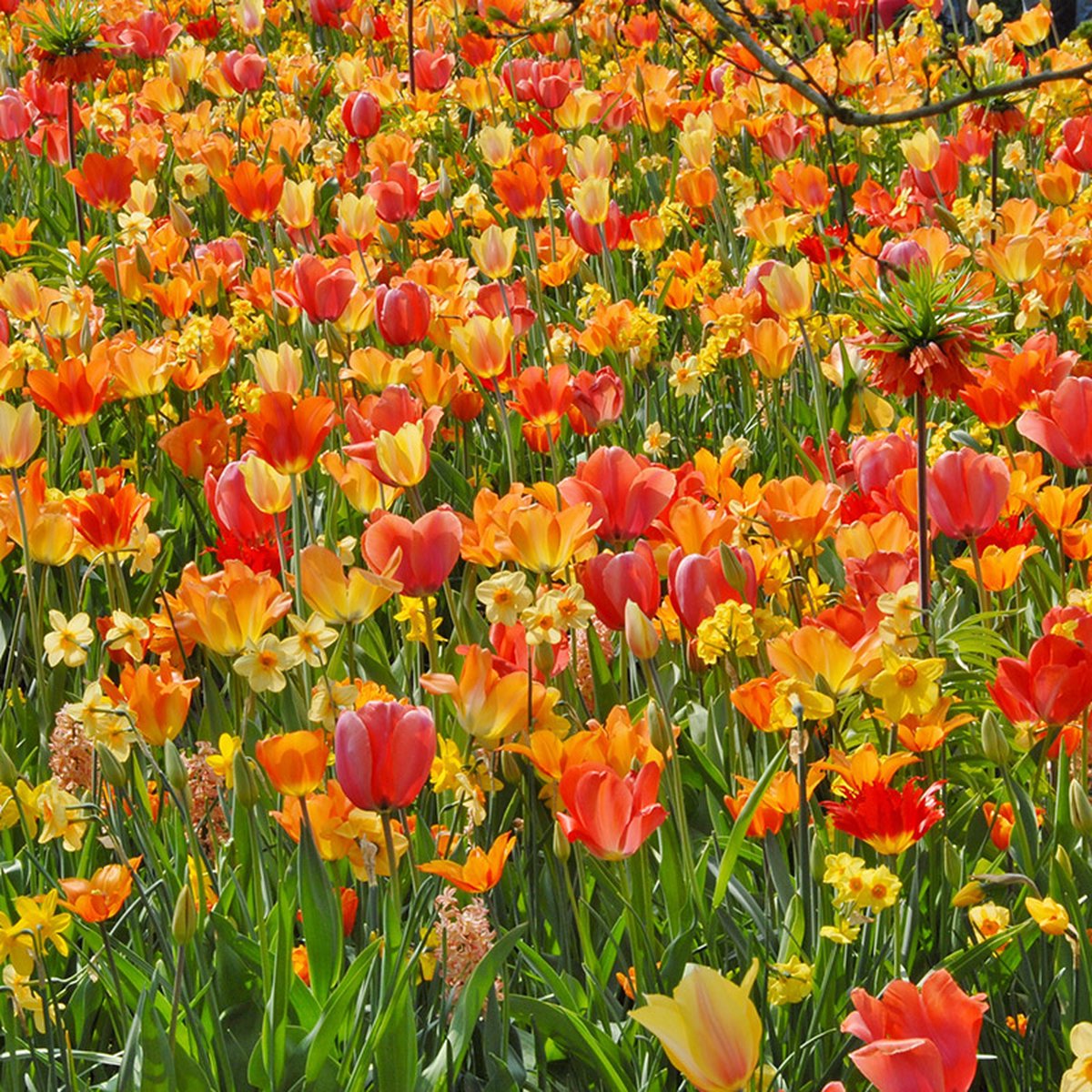 Bloembollen Mix on Fire | Geel | Oranje | Rood | Voordeelverpakking
