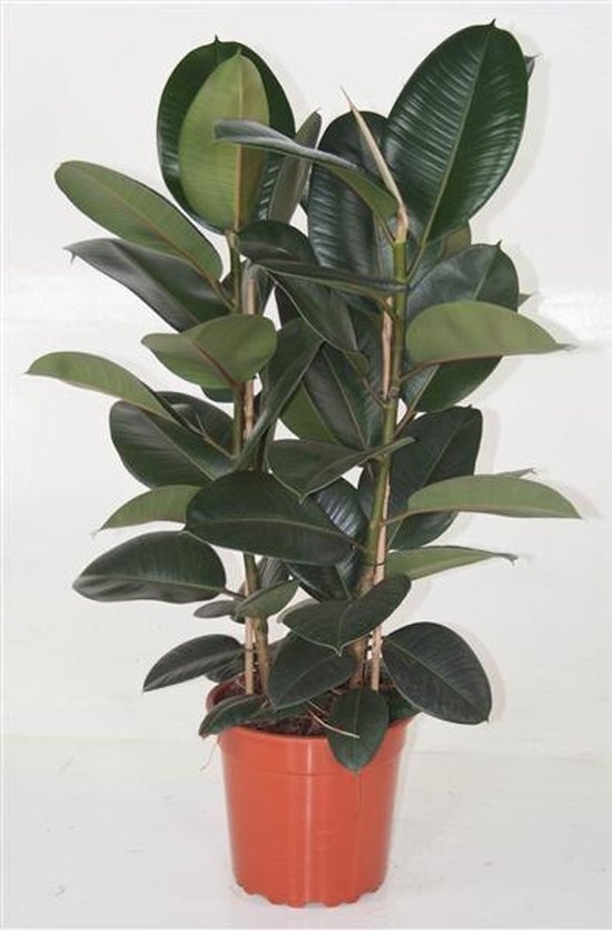 Ficus elastica 'Robusta' pot 27