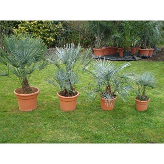 Chamaerops humilis - Europese dwergpalm ↕ 50cm kopen? | Het Groene Paradijs Chamaerops humilis - Europese dwergpalm ↕ 50cm kopen? | Het Groene Paradijs