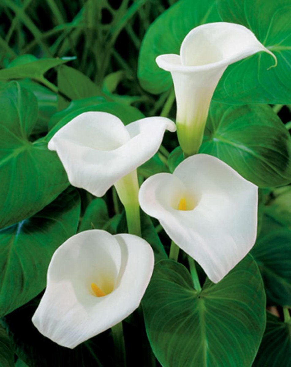 Moerings Zantedeschia Aethiopica | Moeras aronskelk | In 25CM Mand Kant en Klaar