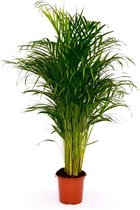 Areca Palm Dypsis Chrysalidocarpus Lutescens Golden Palm 130cm ↑ Pot Ø24cm Plante d'intérieur