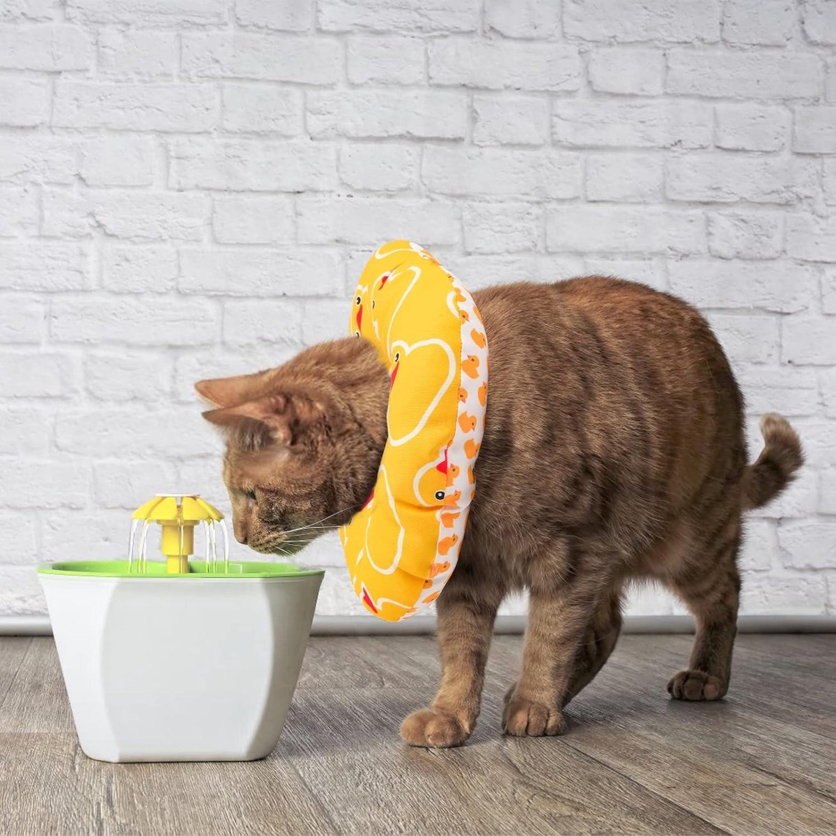 Beste kraag voor katten 2026 | Voor Katten