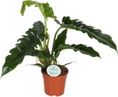 Philodendron narrow - ø17cm - 50cm