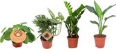 Trendyplants - 4 musthave kamerplanten mix - Pannenkoekplant - Monstera - Zamioculcas - Strelitzia - Hoogte 20-40 cm - Potmaat Ø12cm