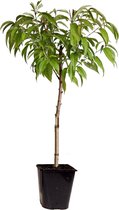 Plant in a Box - Prunus Persica 'Saturne' - Perzikboom - Fruitboom - Winterharde boom - Potplant - Tuinplant - Pot 15 cm - Hoogte 60-70cm
